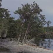 Sinkhole In Louisiana Swallows Trees Caught On Tape 2013 The New York Times