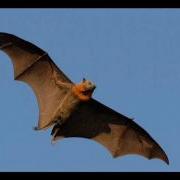 Slow Bat Loop 3