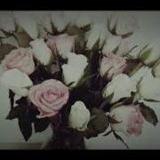 Rose Buds Opening Into Flowers Time Lapse