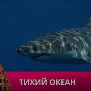 ТИХИЙ ОКЕАН ДОКУМЕНТАЛЬНЫЙ ФИЛЬМ 2024