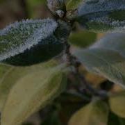 Frost Timelapse Macro