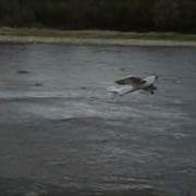 AcroMaster Over The River