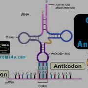 Difference Between Codon And Anticodon With Examples