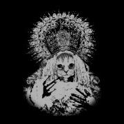 Mr Kitty Disintegrate