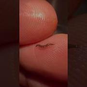 Are There Maggots In Your Drain