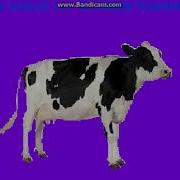 Cow Error 141