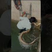 Rescue 15 Foot Python Snake Shorts Ytshorts