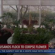 Thousands Flock To Myriad Gardens To Experience Corpse Flower Bloom