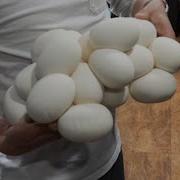 Reticulated Python Breeding Eggs