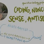 Template Strand Coding Strand Sense Strand What S The Difference