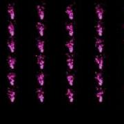 Array Of Particles W Styling Alpha Fade OpenFrameworks Nature Of Code
