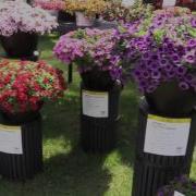 2016 Spring Trials Proven Winners Annuals