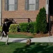 Sam And Cocoa Rolling Shutter Removed And Stabilized