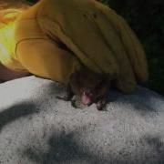 Bat Squeaking