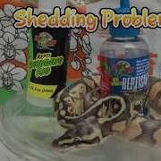 Ball Python Shedding Problems