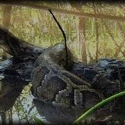 Alligator Attacks Python 07 Dangerous Animals