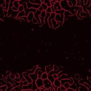 More Slime Simulation