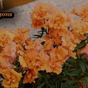 From Seed To Beautiful Flowers Growing Snapdragons In Containers Planters Step By Step Guide