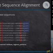 Multiple Sequence Alignment MSA In R Bioinformatics S11E2