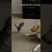 The Very Best Of Cat Comedy
