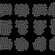 Reaction Diffusion Simulation