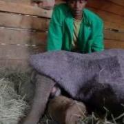 The Rescue Of Sasab Sheldrick Trust
