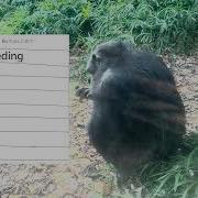 How To Collect Animal Behavior Data With The Focal Sampling Method
