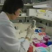 Swine Flu Now At Global Pandemic Level