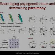 Parsimony