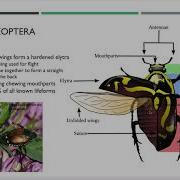 Insect Identification Webinar