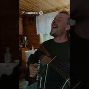 Ромашка белая лепесточки нежные 12