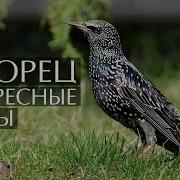 Скворец интересные факты
