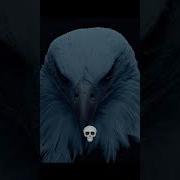 Animal Death Stare