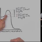 How Do Enzymes Work Activation Energy