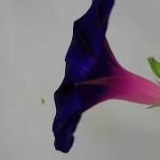 Morning Glory Flower Opening And Closing