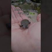 BABY TURTLE Found By My Pond Shorts