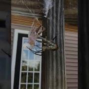 Yellow Spider Wraps Up Meal For Later ViralHog
