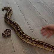Different Size Ball Pythons