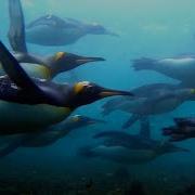 Frozen Planet II Official Trailer BBC America