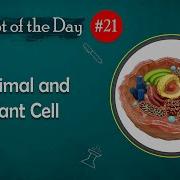 Animal Plant Cell Concept Of The Day 21