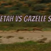 Could The Cheetah Outrun The Gazelle Antelope In An Intense Race Shorts