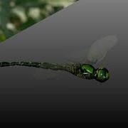 Dragonfly Crowd Simulation