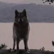 Wilderness Wolf Morph 5