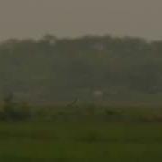 Common Nighthawk In Flight