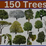 Learn 150 Tree Names Through Beautiful Images