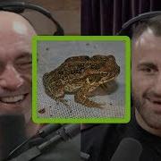 Joe Rogan Freaks Out About Australia S Cane Toad Problem
