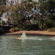 Final Voyage On Jaws