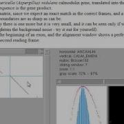 Dotplot LAlign Eng