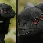 Top 10 Mythical Creatures That Actually Exist In The Wild