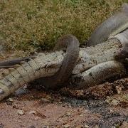 Python Vs Alligator 01 Real Fight Python Attacks Alligator